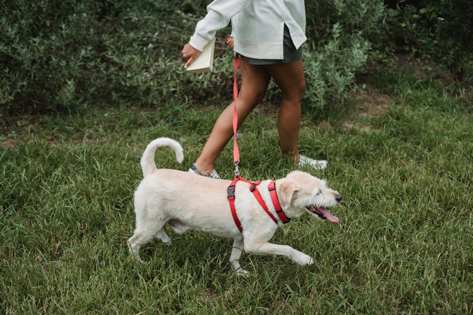 Crop woman walking with cute puppy