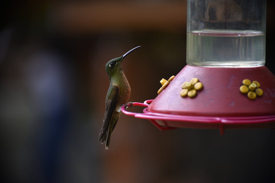 Hummingbird Perching on Feeder