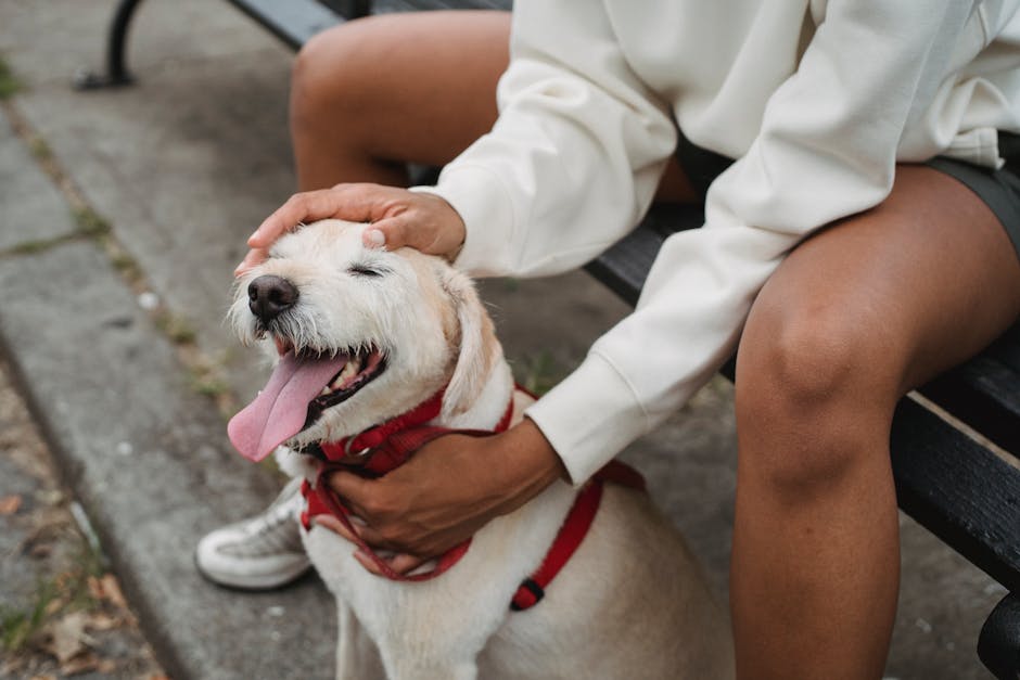 Crop faceless ethnic female owner in casual clothes resting on wooden bench while stroking purebred puppy with harness