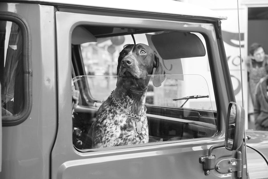 Dog Sitting in a Car