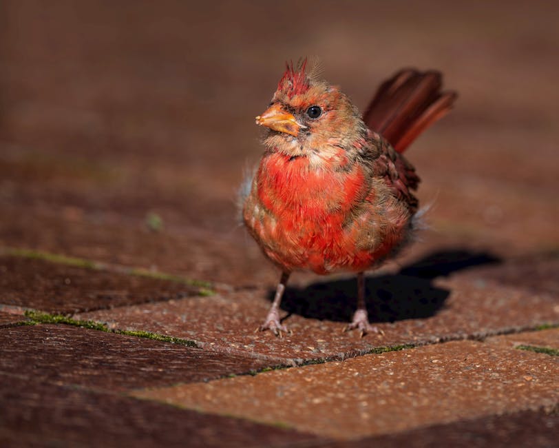Common cardinal standing on paved ground
