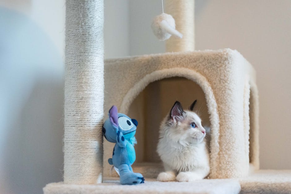 White Kitten on a Scratching Post with Toys