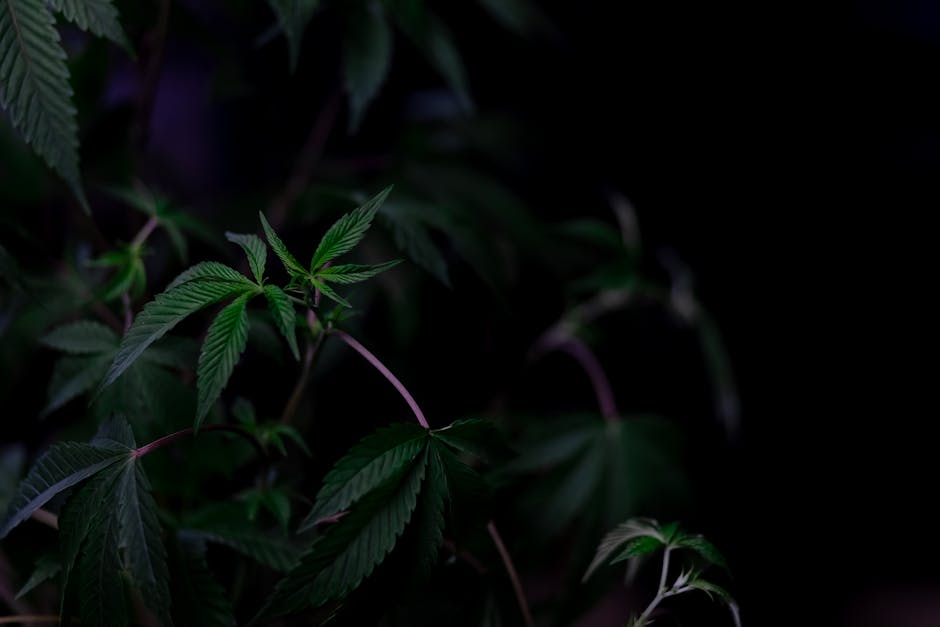 Photo of Cannabis Plant on Dark Background