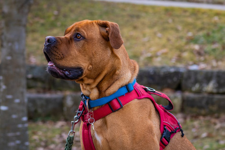 A dog wearing a red harness is sitting on a bench