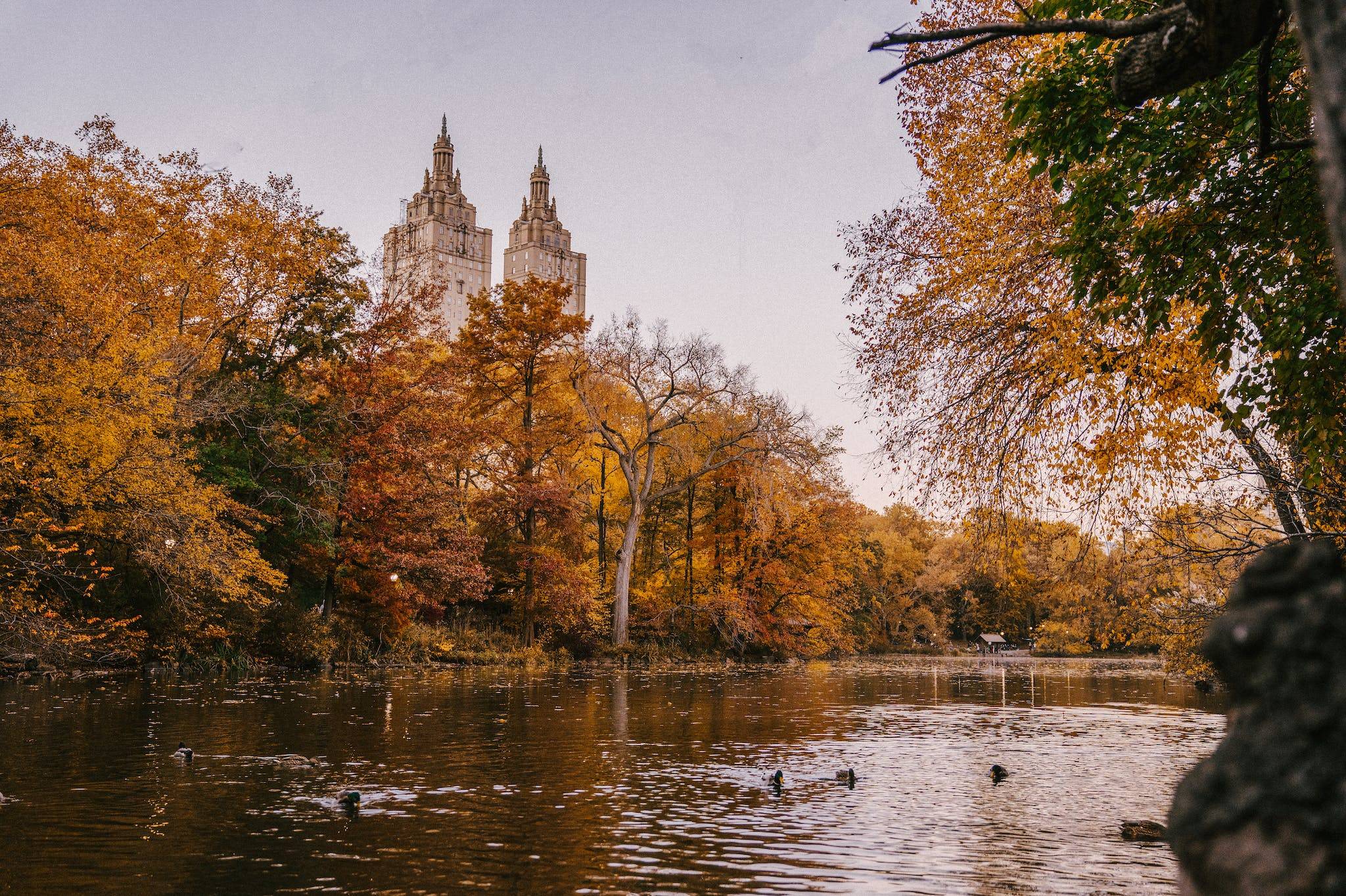 Ducks flowing in calm lake surrounded by tall autumn trees placed un Central Park in New York City in daytime