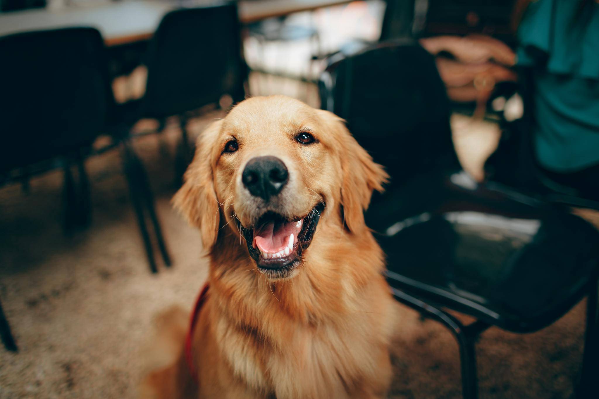 Dog posing for photo