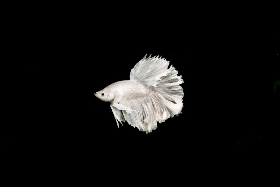 Silver Fish on a Black Background