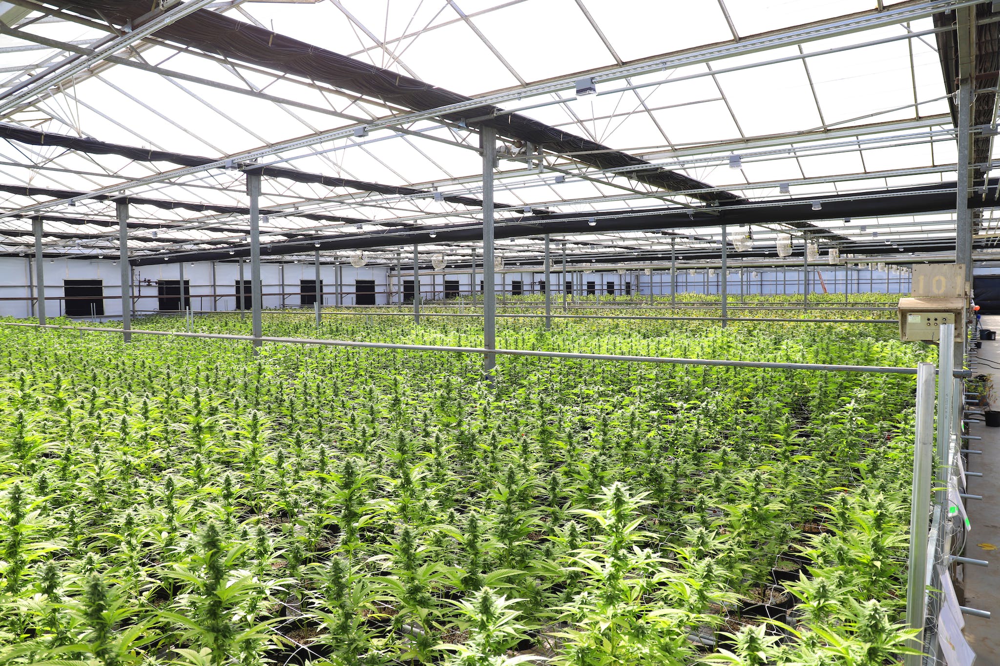 Green Plants Inside Greenhouse