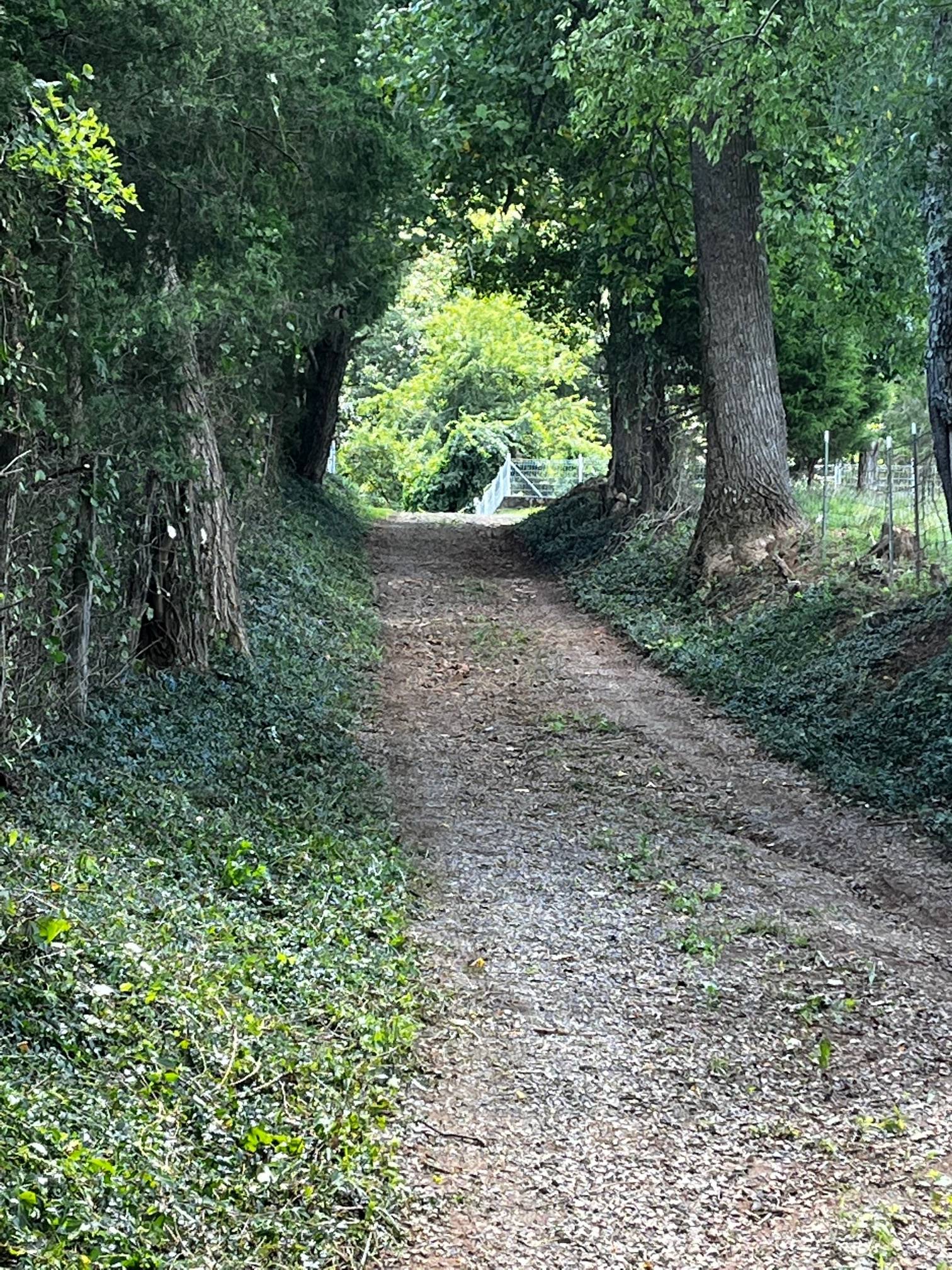 Low-angle Shot Photography of Green Trees