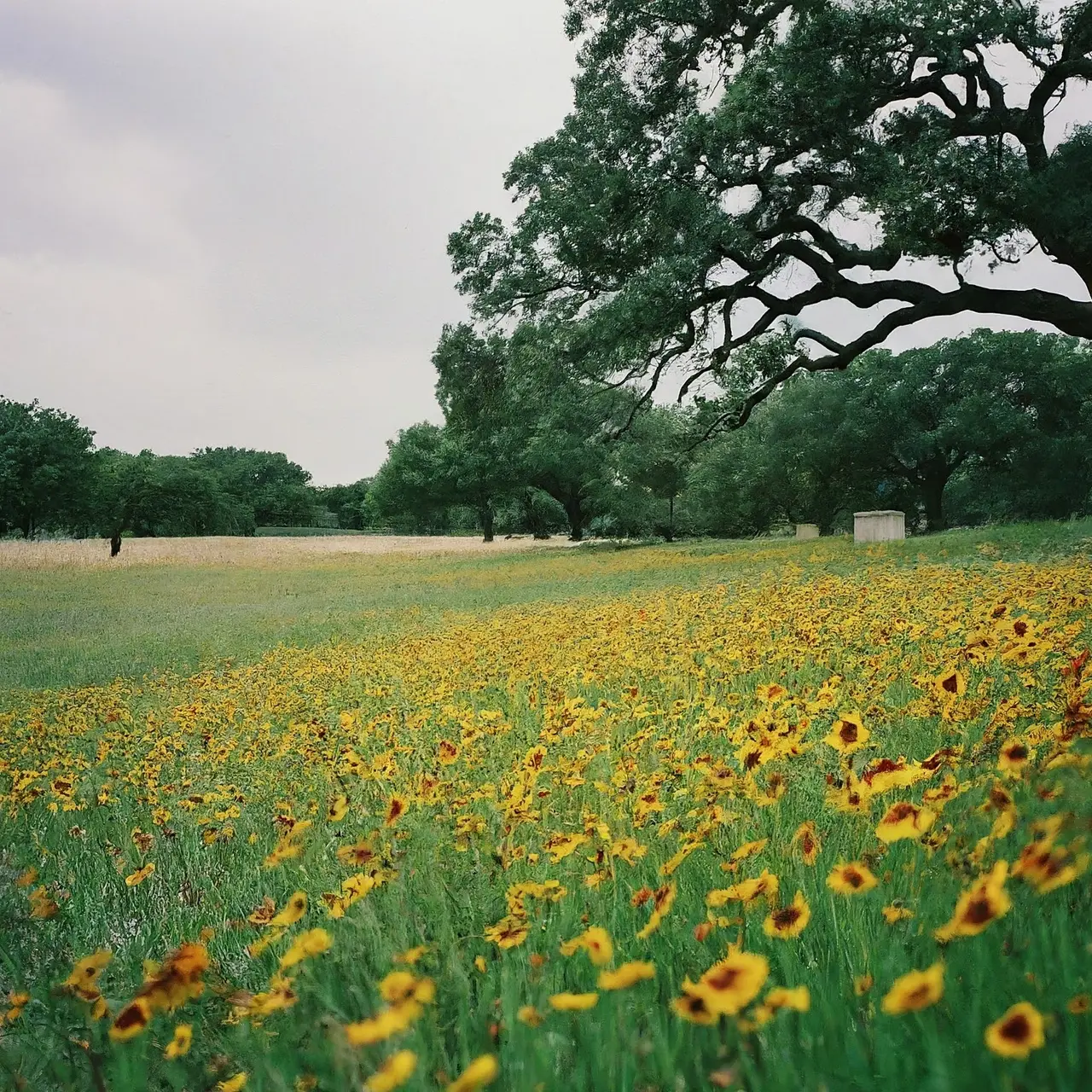 A green burial site with wildflowers in Austin, Texas. 35mm stock photo