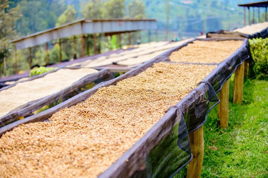 Seeds on Tables in Village