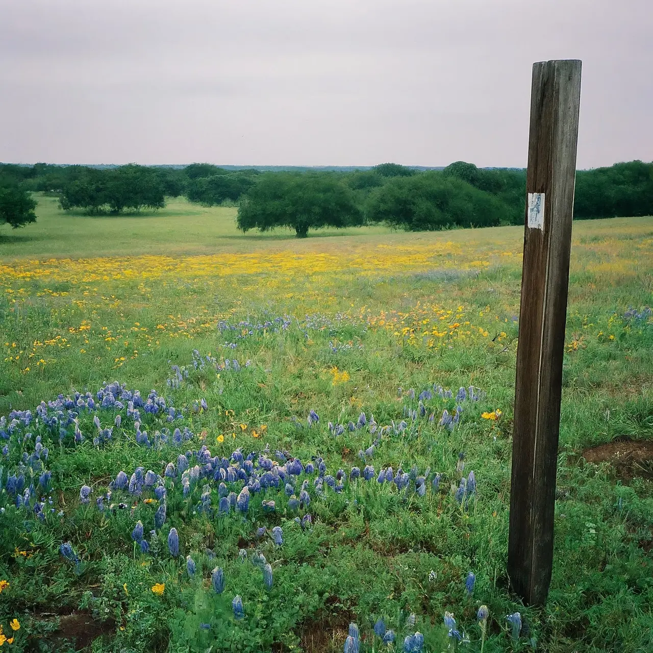 A serene Texas hillside with wildflowers and a wooden marker. 35mm stock photo