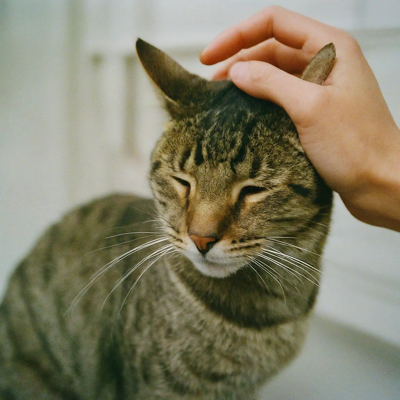 A cat being gently brushed by a hand. 35mm stock photo