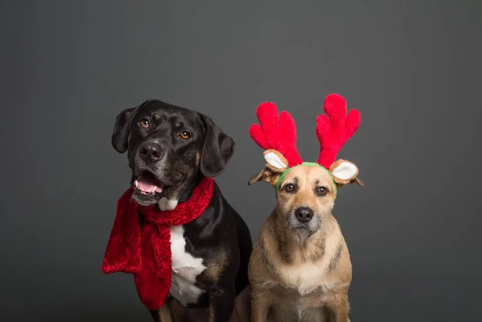 Two dogs wearing holiday accessories on a plain background, perfect for festive themes.