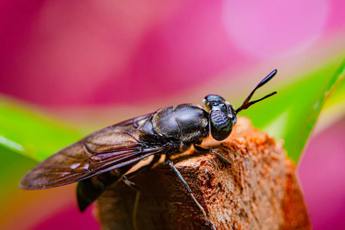 Close-up of a Black soldier Fly - MEET THE FLY THAT COULD HELP SAVE THE PLANET