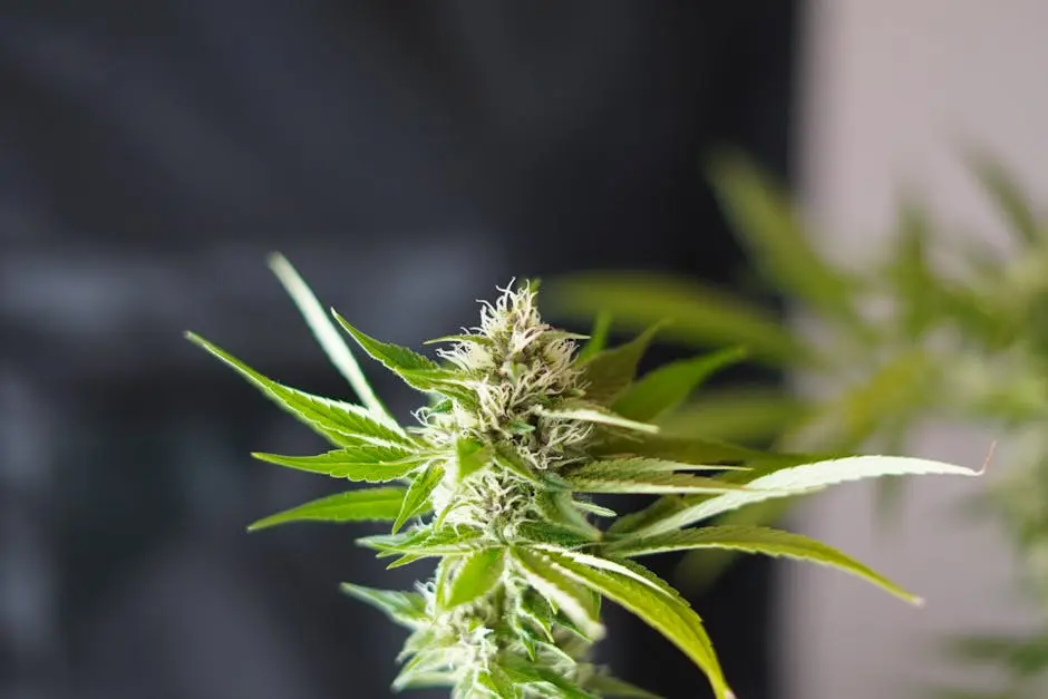 Vivid close-up of a cannabis plant showcasing its lush green leaves and blurred background.