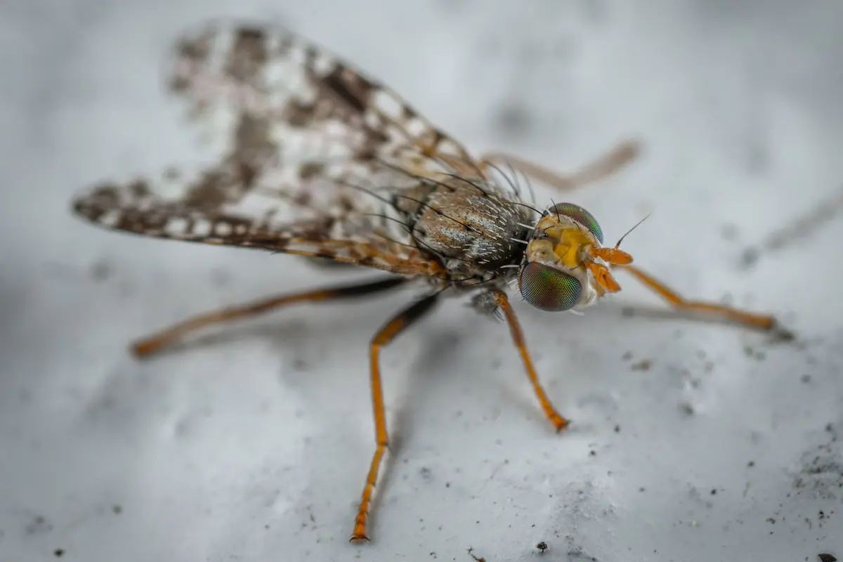 Wild hairy fruit fly with many legs and spotted wings with big eyes sitting on white sandy surface of aquarium