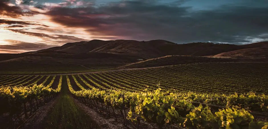 Beautiful vineyard with mountains in Santa Maria, CA during sunset, showcasing lush grapevines.