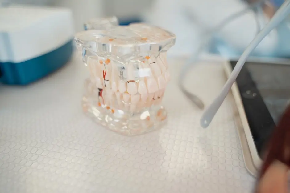 Close-up of a dental model on a clinic table, showcasing teeth anatomy.