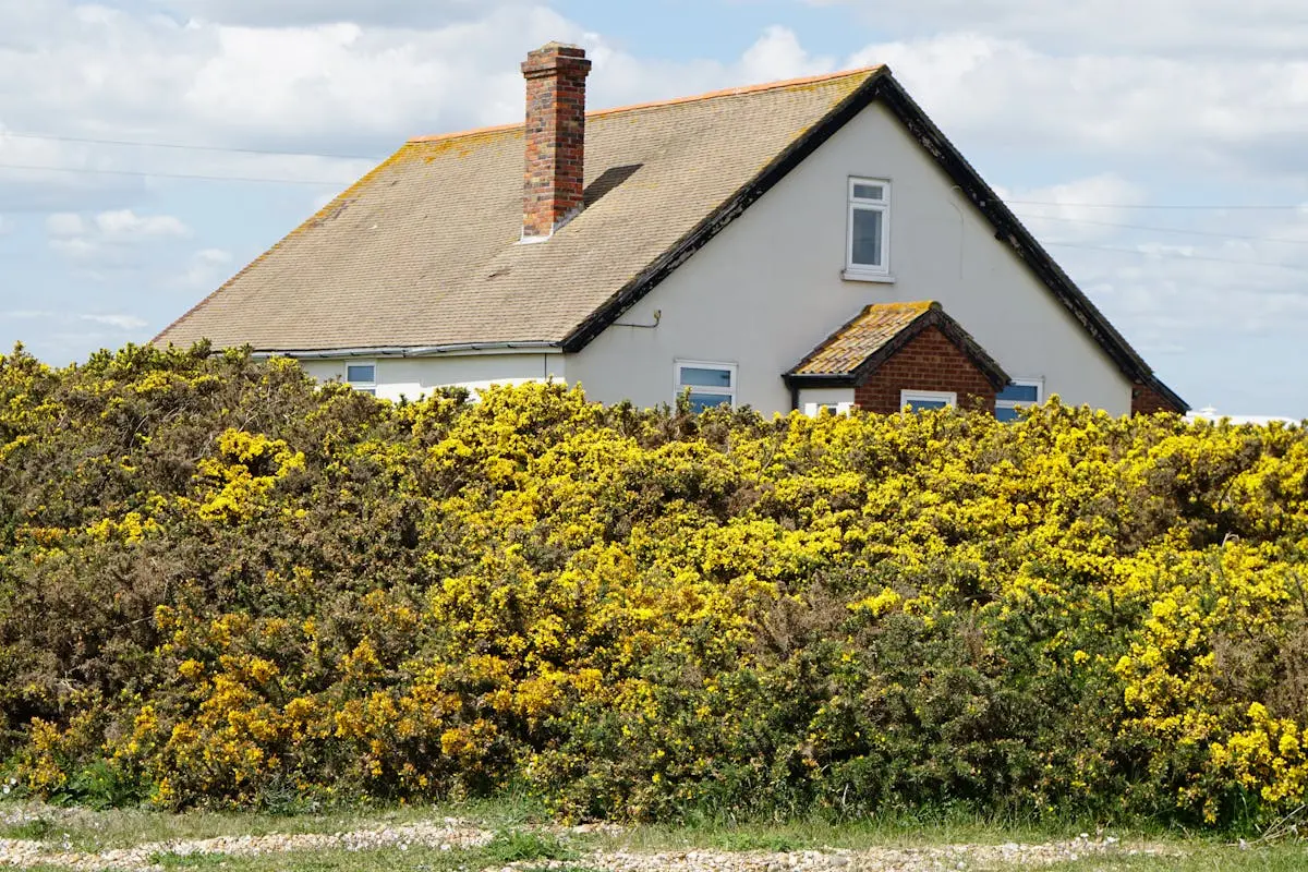 Rural cottage surrounded by vibrant yellow gorse bushes on a sunny day.