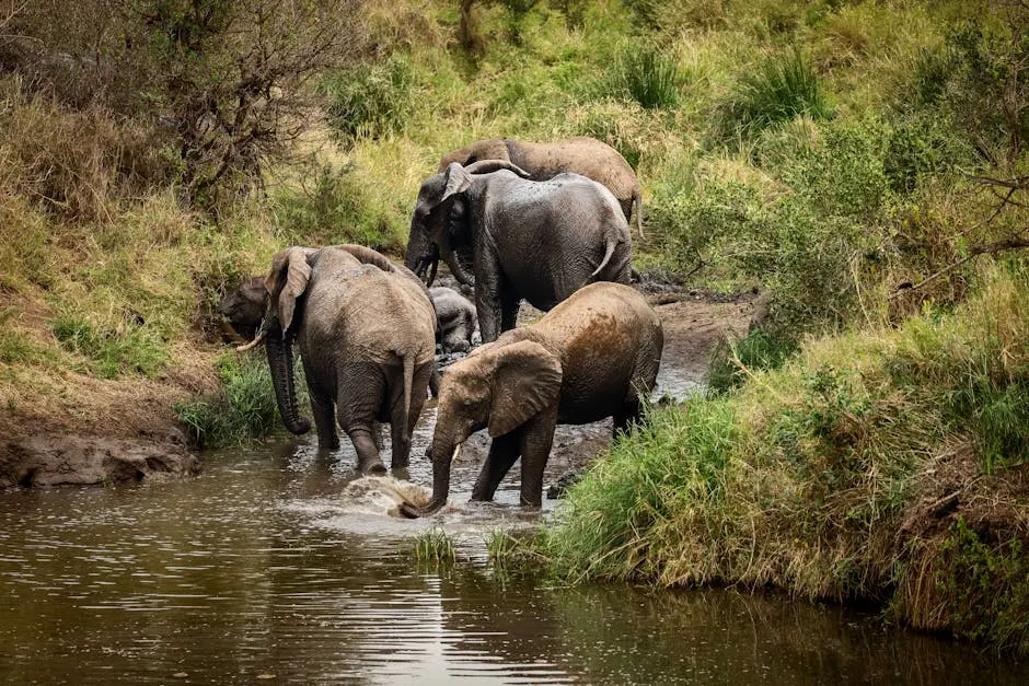 Elephants with Calves in River