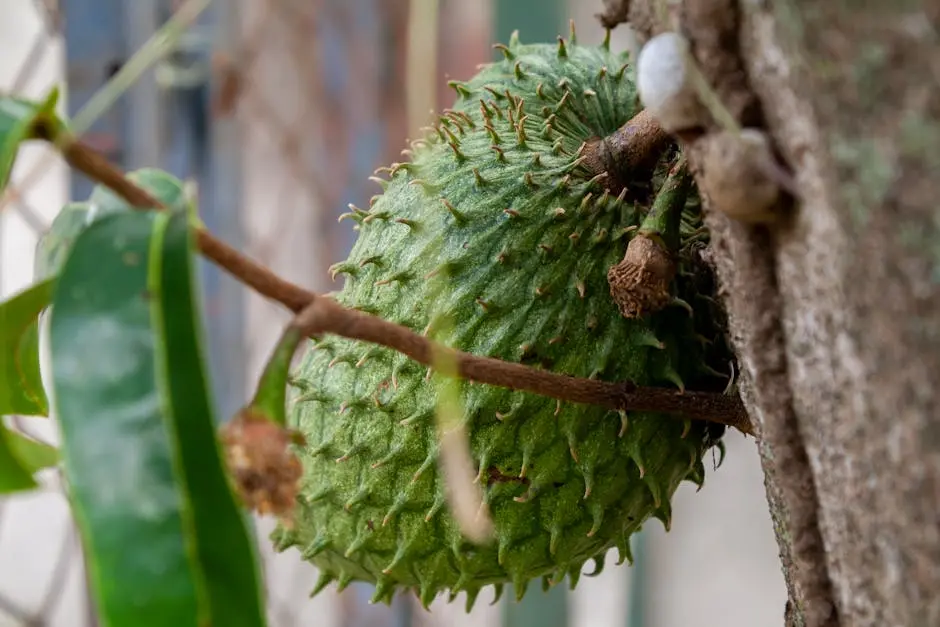 Detailed view of a green soursop (Annona muricata) growing on a tree in Mérida, Venezuela.