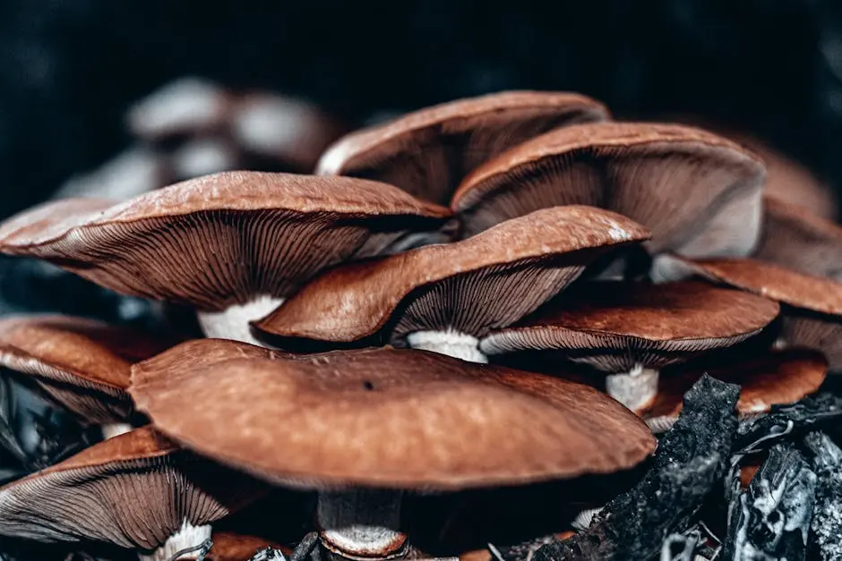 Mushrooms in Close Up