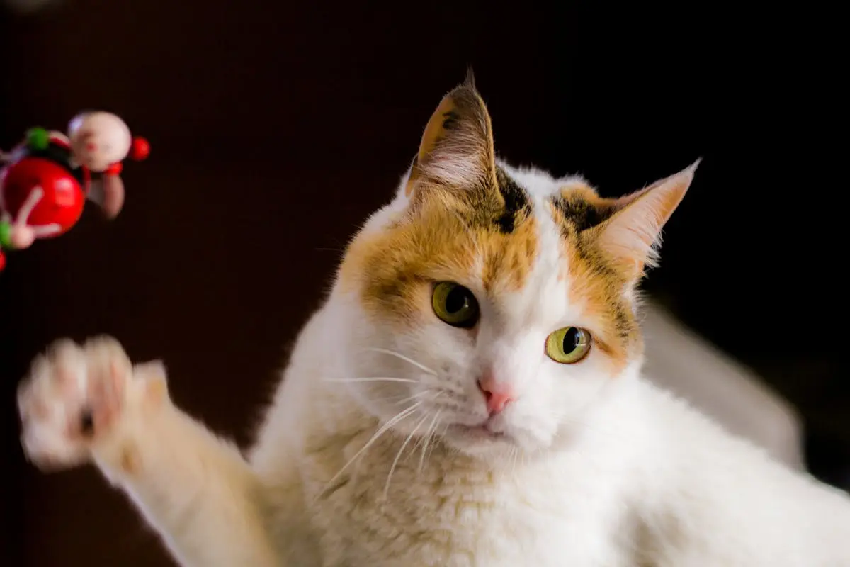 White and Orange Tabby Cat