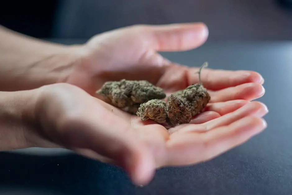 Close-up of two cannabis buds held in open hands, showcasing texture and detail.