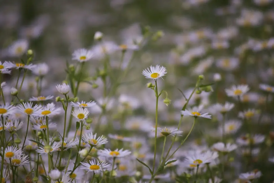 Wildflowers Growing in Field