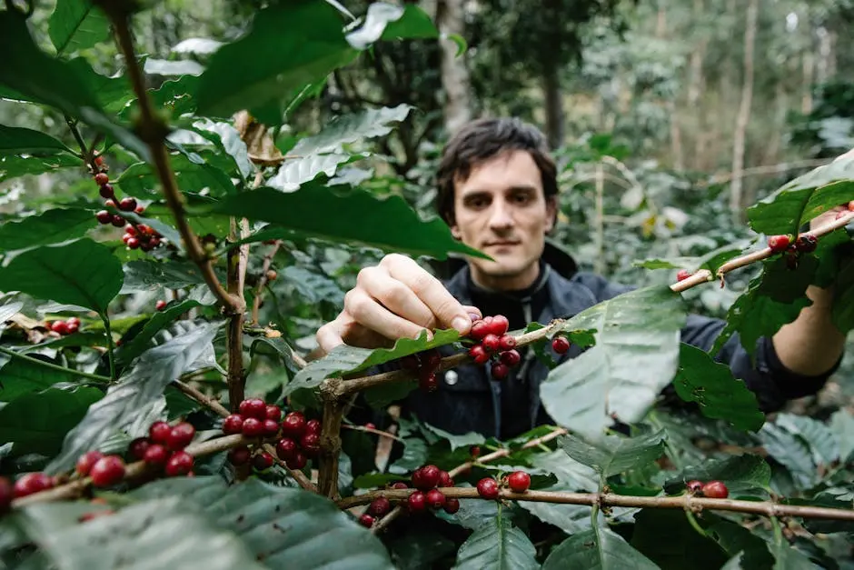 A Farmer Picking Coffee Fruits from the Coffee Tree