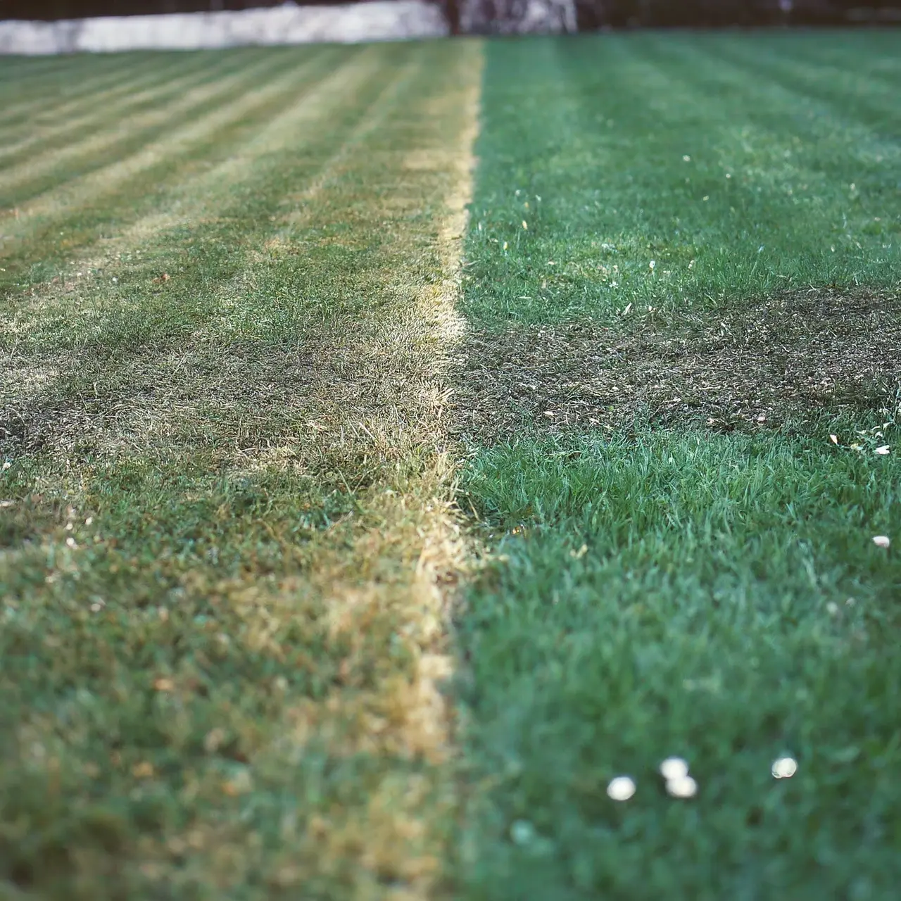 A before-and-after image of a regenerated, lush green lawn. 35mm stock photo