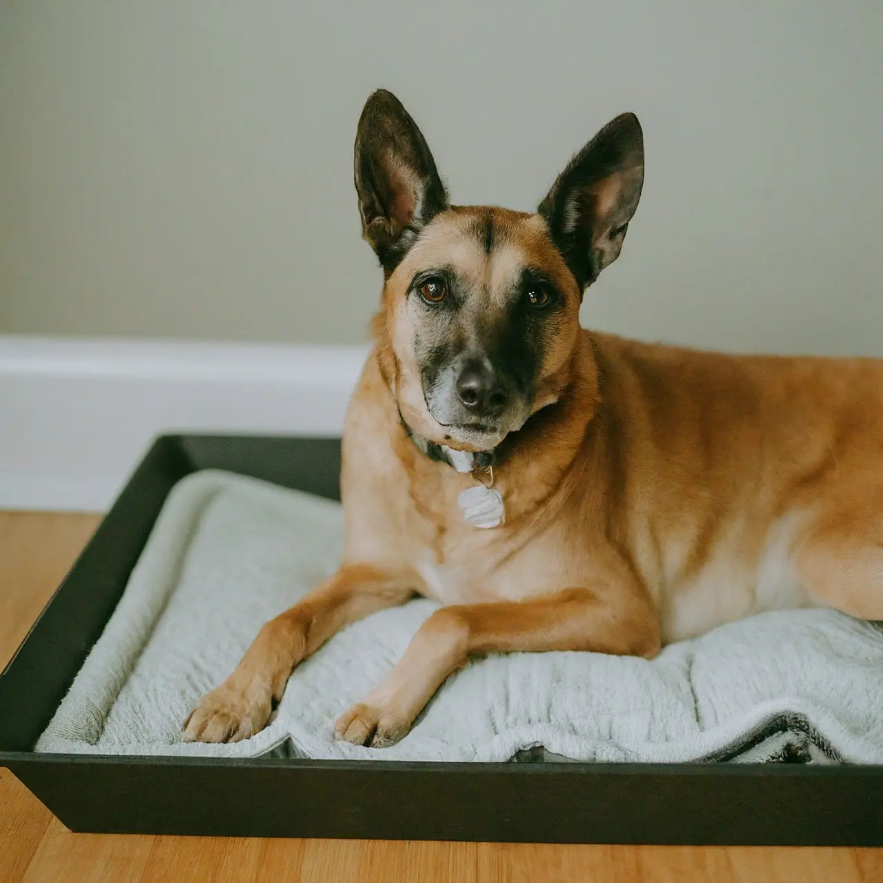 A clean, upgraded dog kennel tray with comfortable bedding. 35mm stock photo