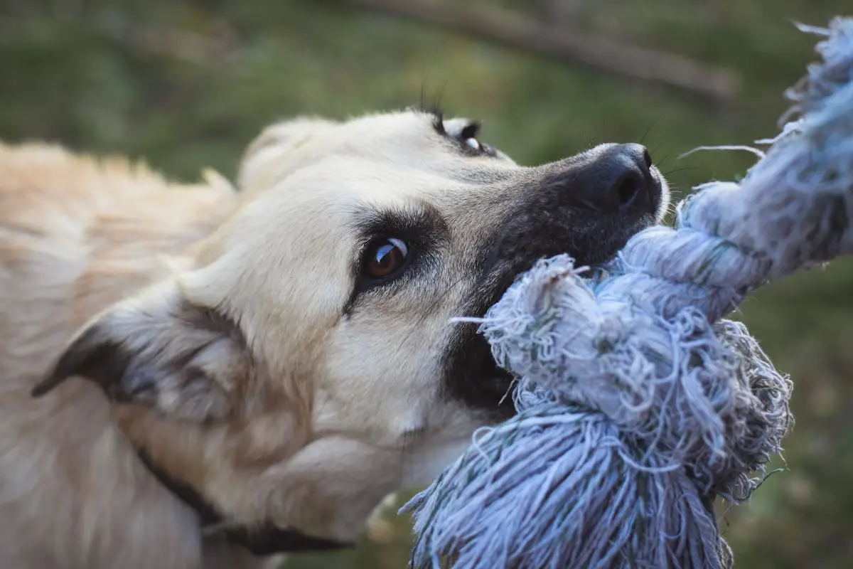 A playful dog biting a rope toy in an outdoor setting, showcasing canine energy.