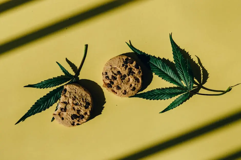 Chocolate Chip Cookies and Hemp Leaves On Yellow Background