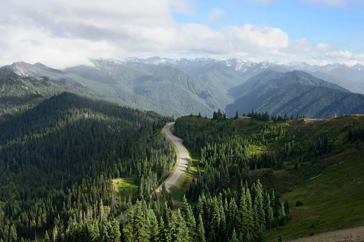 A Countryside Road Surrounded by Pine Trees water resistant backpack