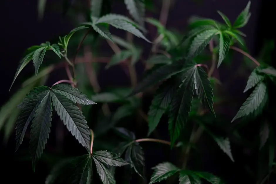 Photo of Growing of Cannabis Plant