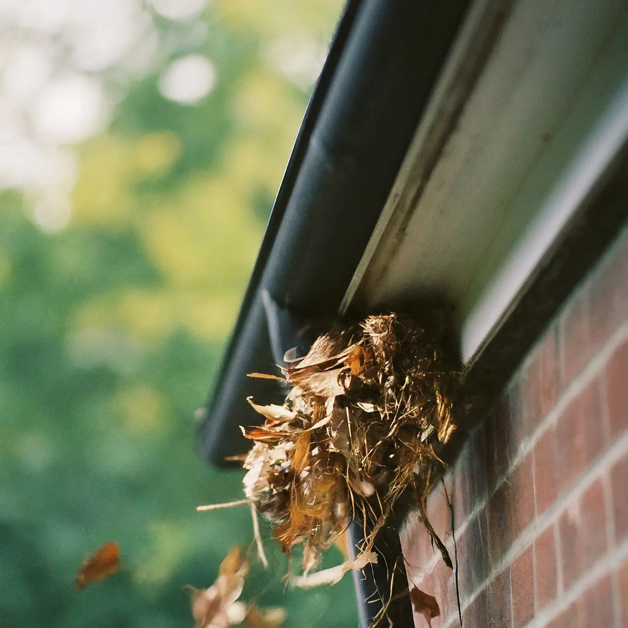 A clogged gutter with leaves and debris spilling over. 35mm stock photo