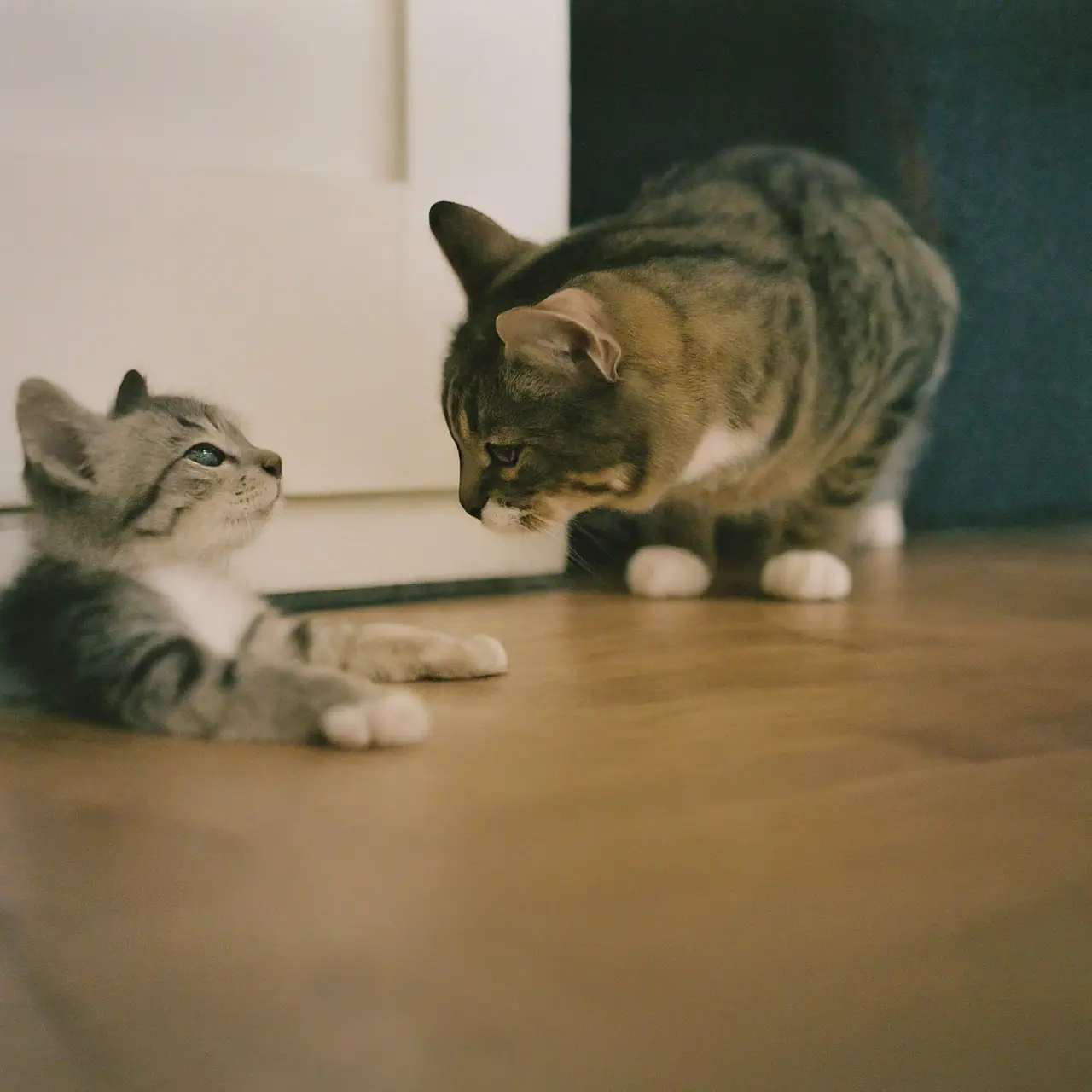 A playful kitten meeting a friendly adult cat indoors. 35mm stock photo
