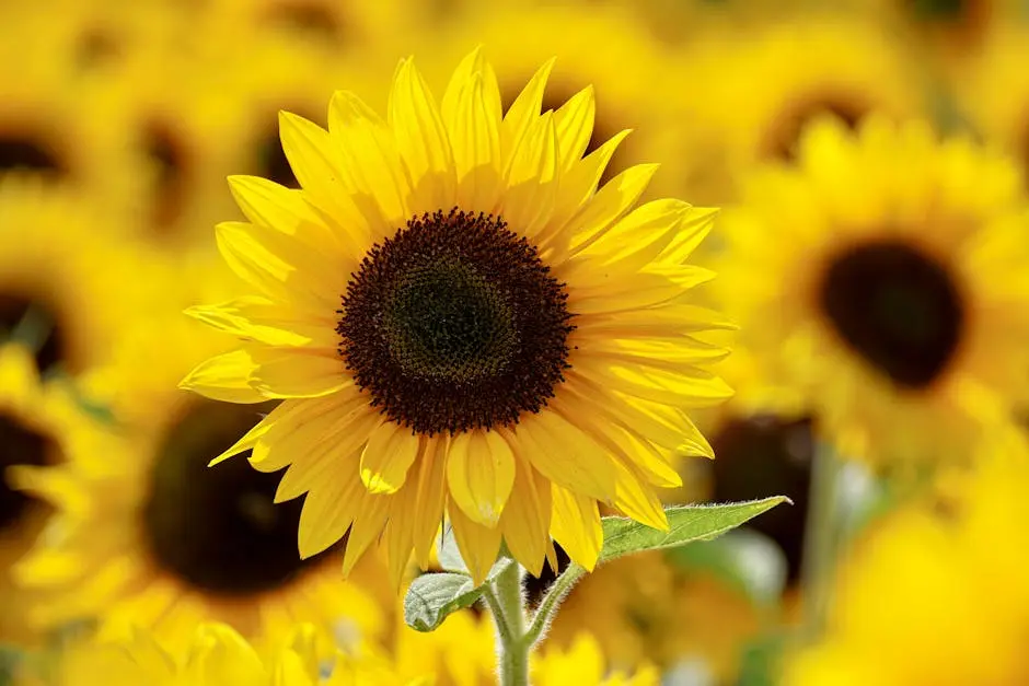 Close-up of a bright sunflower in a sunlit field, showcasing vibrant yellow petals and lush growth.