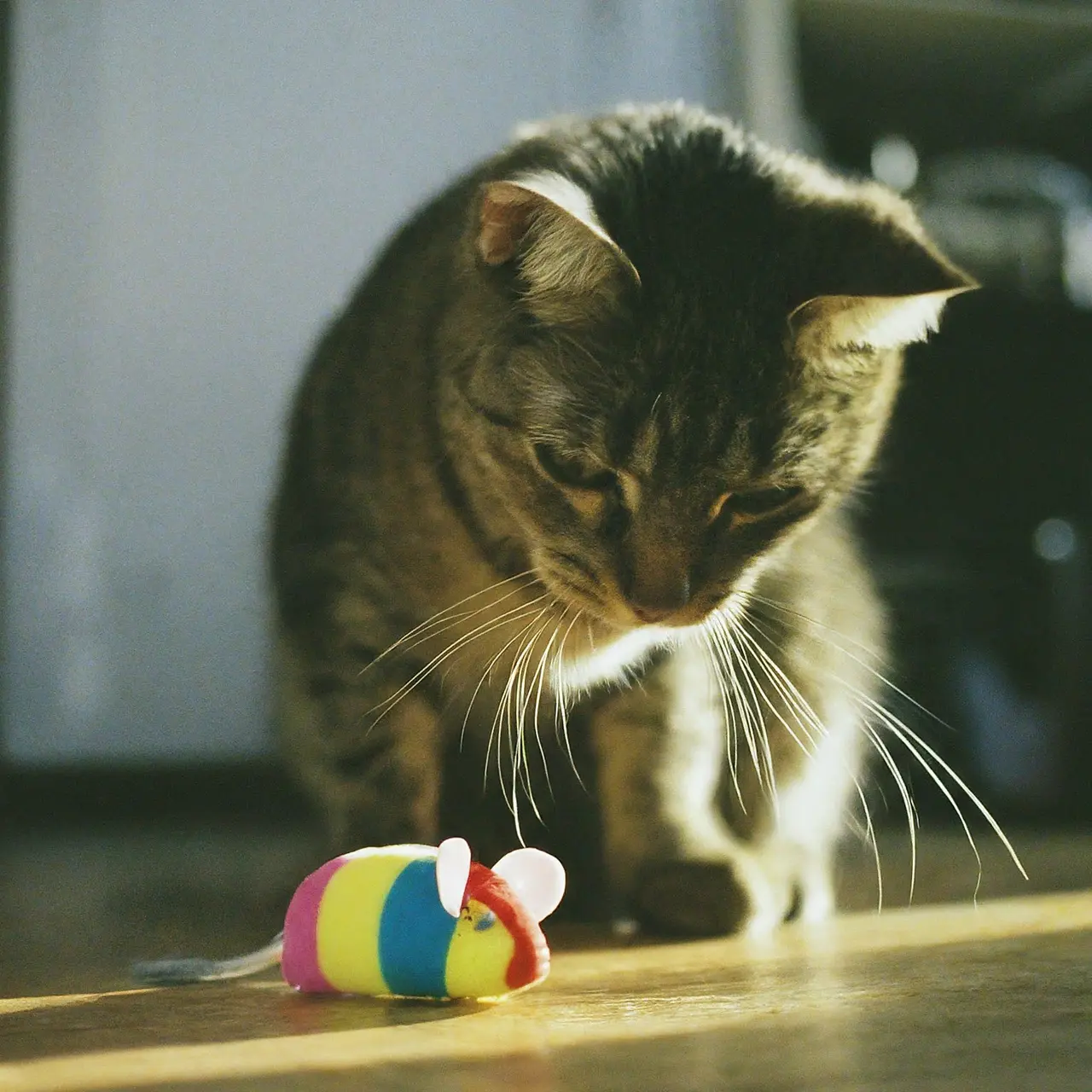 Cute cat playing with a colorful toy mouse. 35mm stock photo