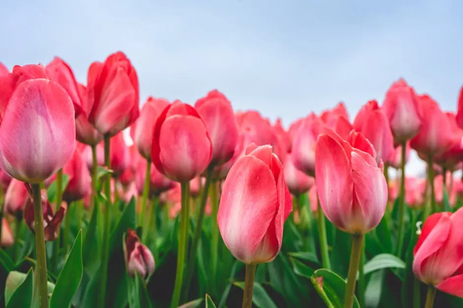 Rows of pink tulips in The Netherlands, During Spring.