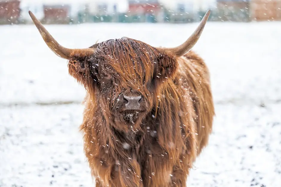 Highland Cattle Cow in Snow