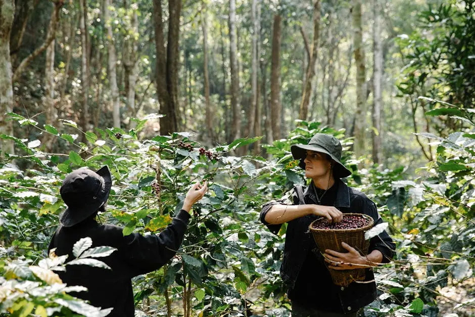 Two farmers picking ripe coffee cherries in a lush plantation setting.