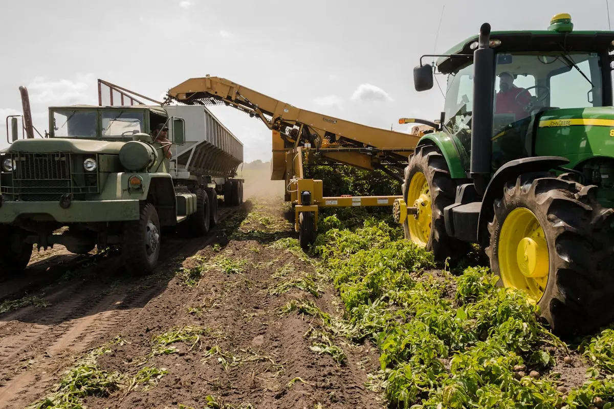 A tractor and truck collaborate in harvesting crops on a sunny farm field.