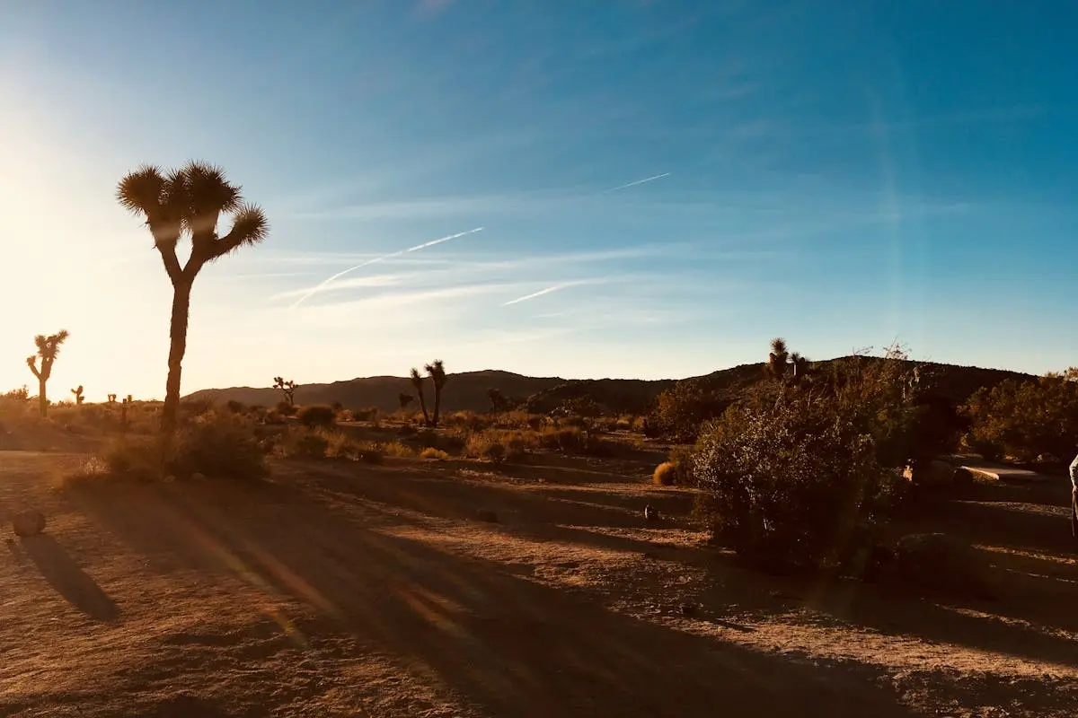 Photo of Joshua Trees