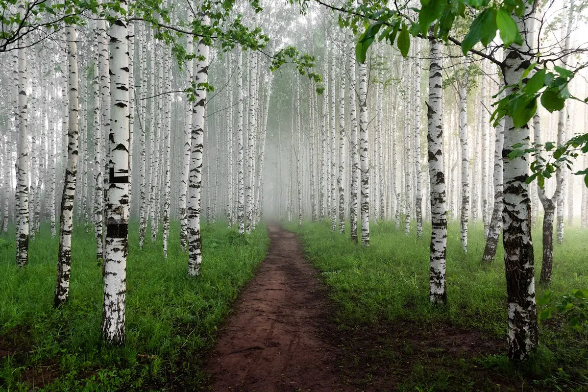 Path in a Foggy Birch Forest 