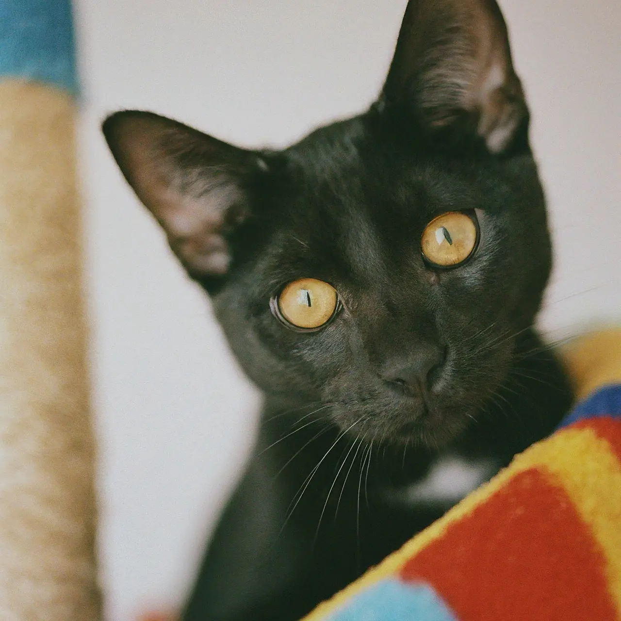 Playful cat climbing a colorful indoor cat tree. 35mm stock photo