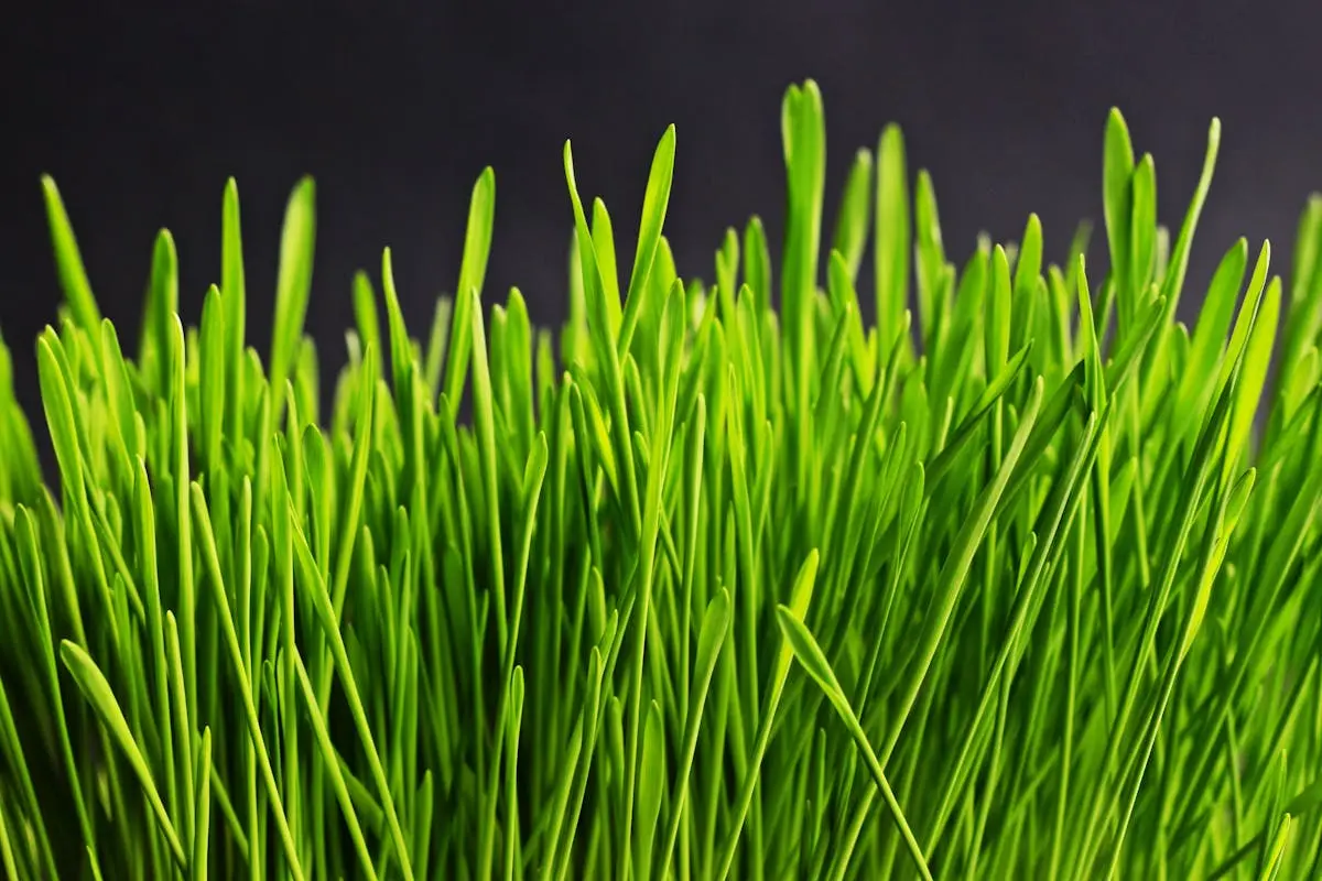 Bright green wheatgrass with tall blades against a dark backdrop, showcasing natural growth and freshness.