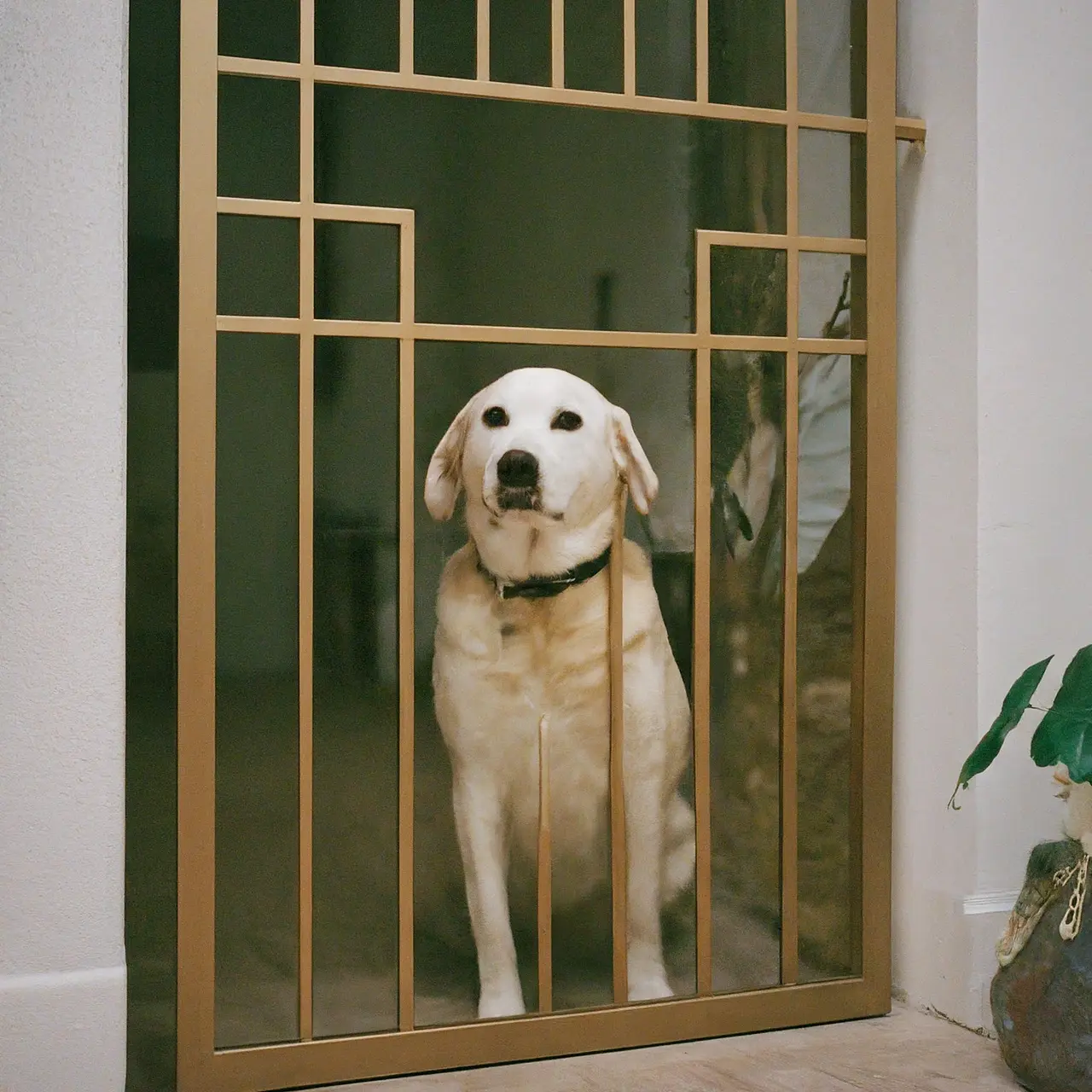 A dog sitting patiently behind a stylish indoor gate. 35mm stock photo